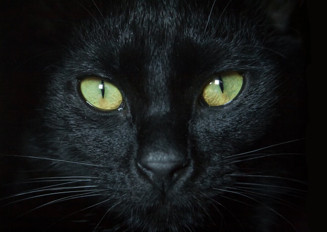 black-cat-face