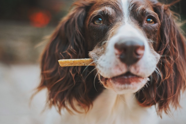 dog-with-treat-in-mouth