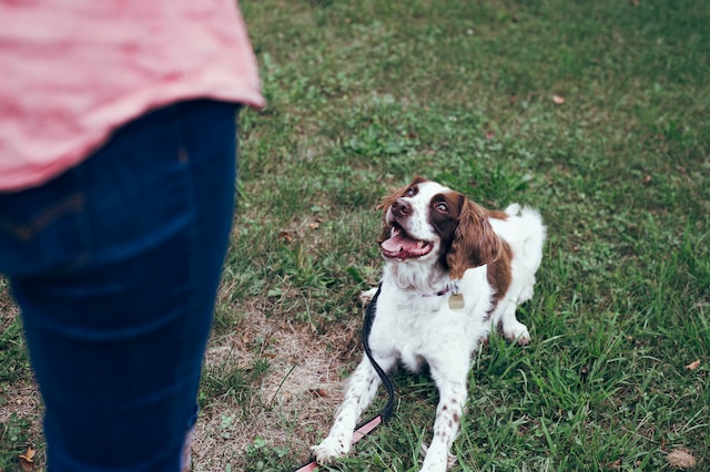 man-playing-with-dog