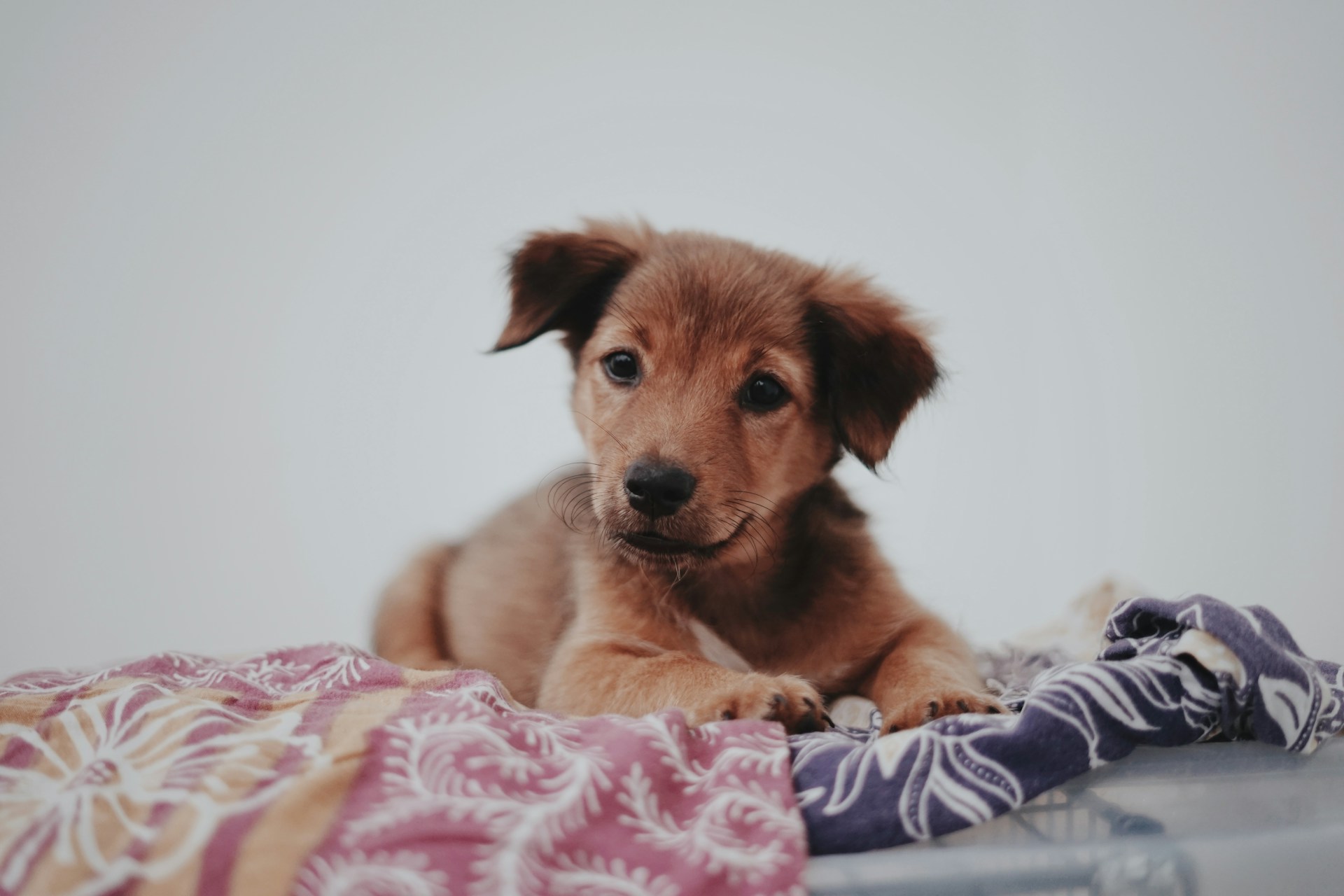 puppy-in-blanket